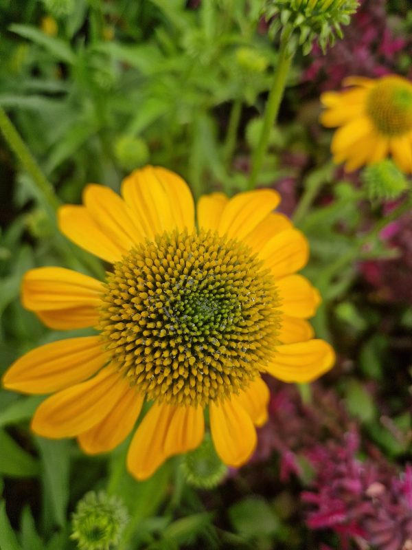 Echinacea 'Lakota Yellow'2 Echinacea 'Lakota Yellow'