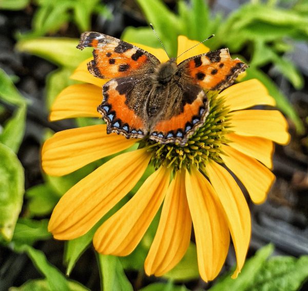 Echinacea lakota yellow