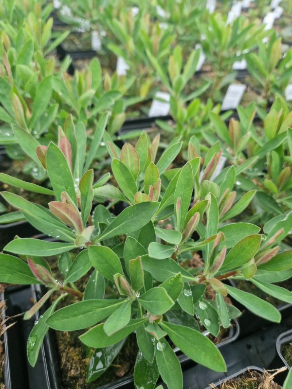 Euphorbia x martinii