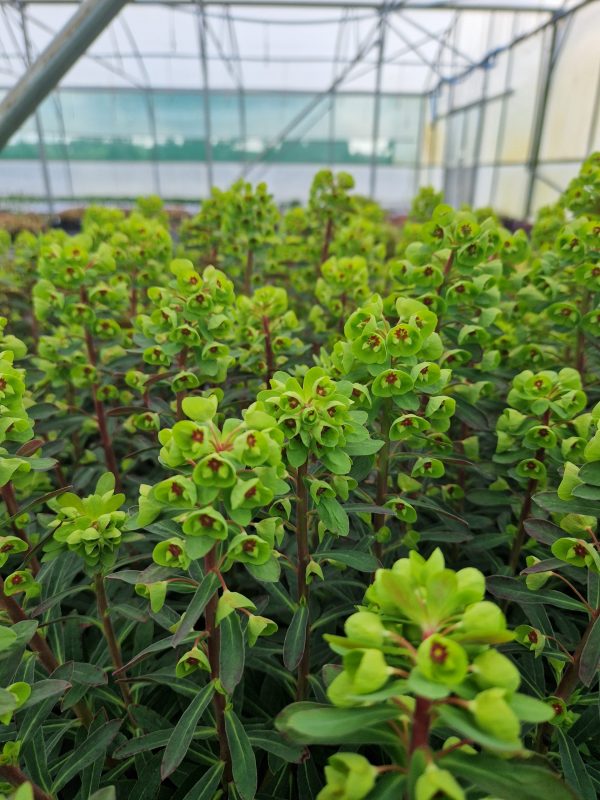 Euphorbia x martinii Euphorbia x martinii