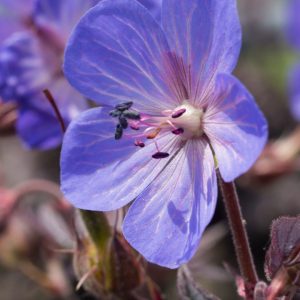 Geranium pratense 'Midnight Reiter'