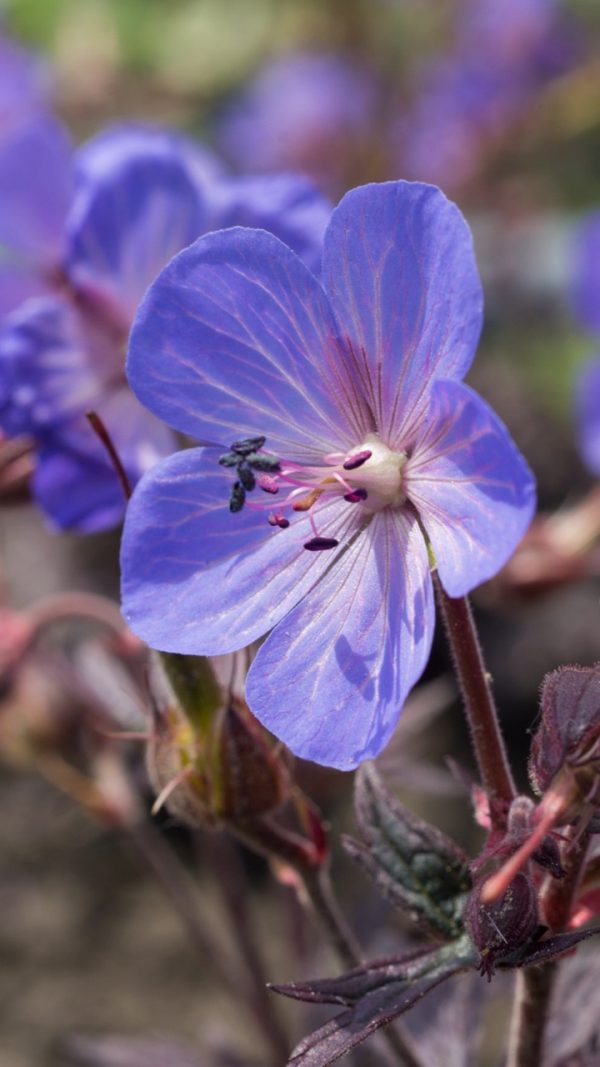Geranium pratense 'Midnight Reiter'