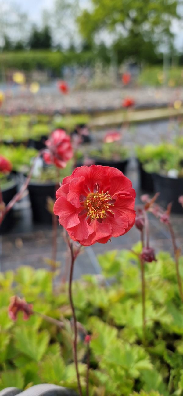 Geum 'Flames of Passion' Geum 'Flames of Passion'