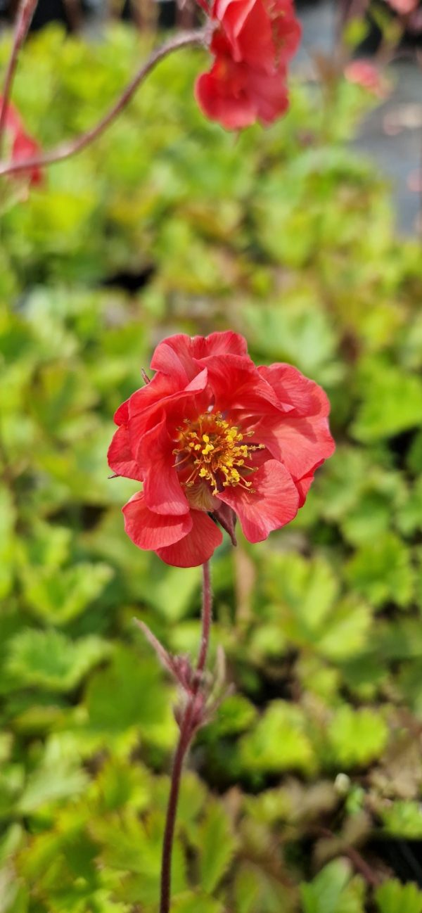 Geum 'Flames of Passion'2 Geum 'Flames of Passion'