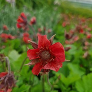 Geum 'Flames of Passion'