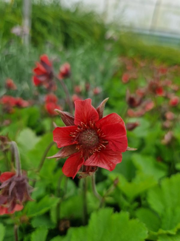 Geum flames of passion Geum 'Flames of Passion'