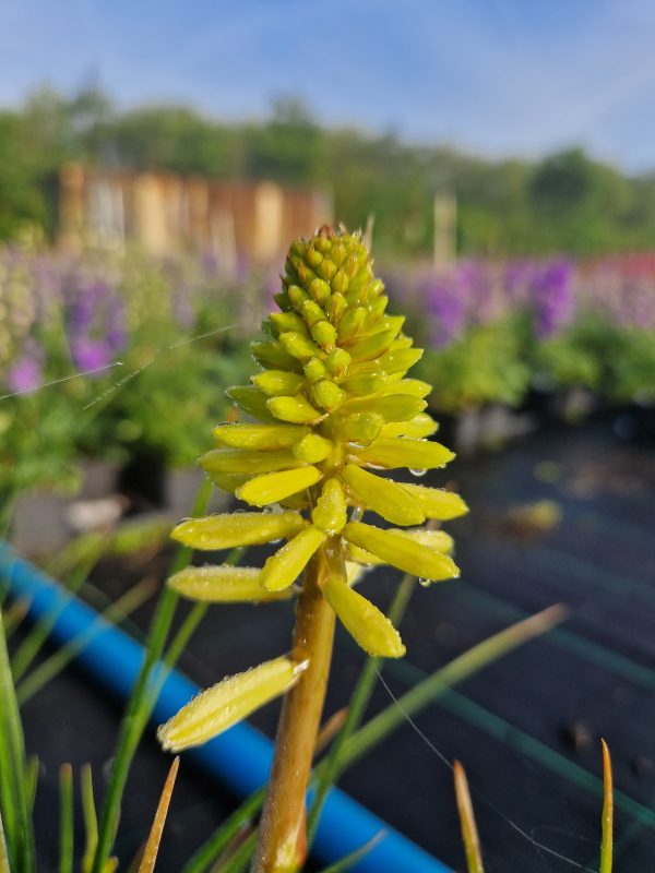 Kniphofia 'Poco Citron' Kniphofia 'Poco Citron'