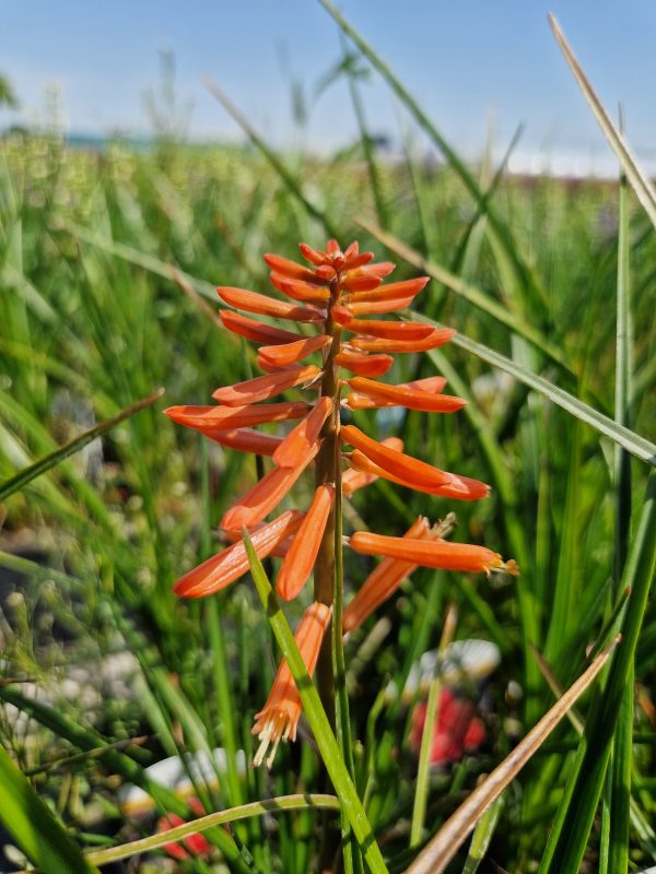 Kniphofia 'Poco Red'