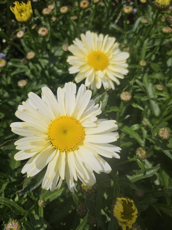 Leucanthemum 'Ooh La Lacrème'2 Leucanthemum 'Ooh La Lacrème'