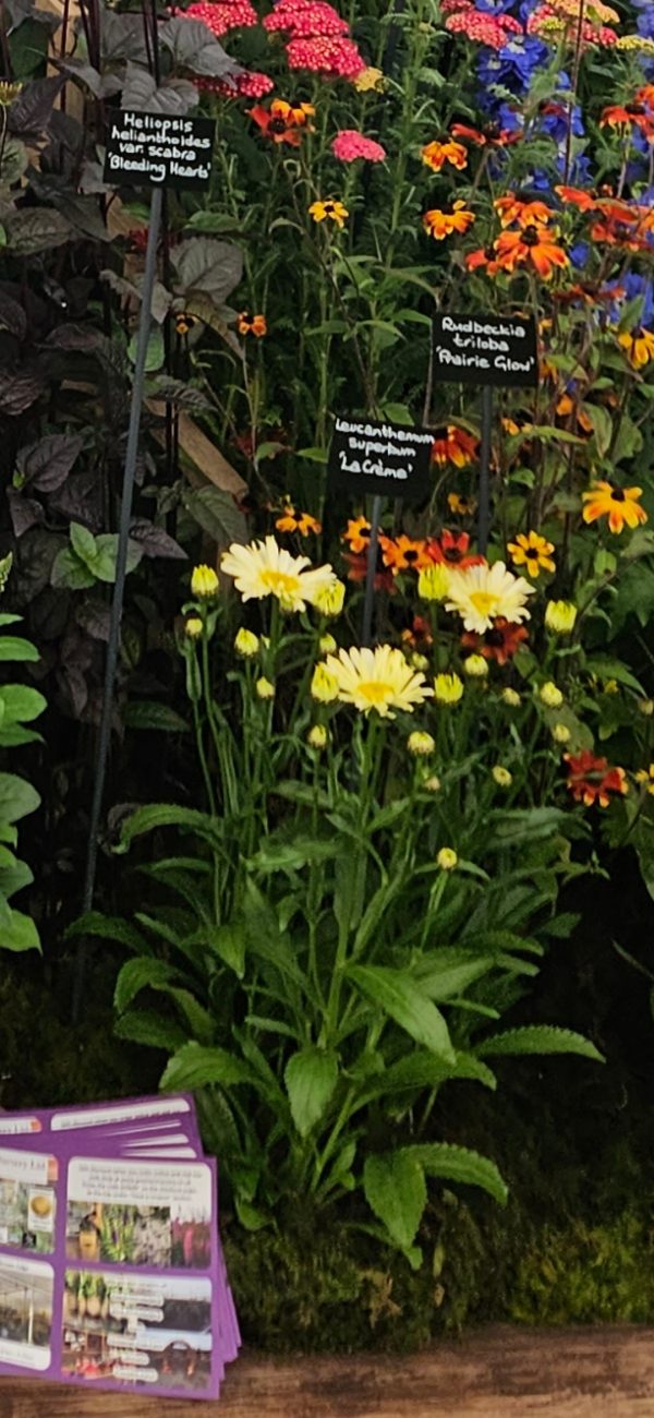 Leucanthemum 'Ooh La Lacrème'3 Leucanthemum 'Ooh La Lacrème'