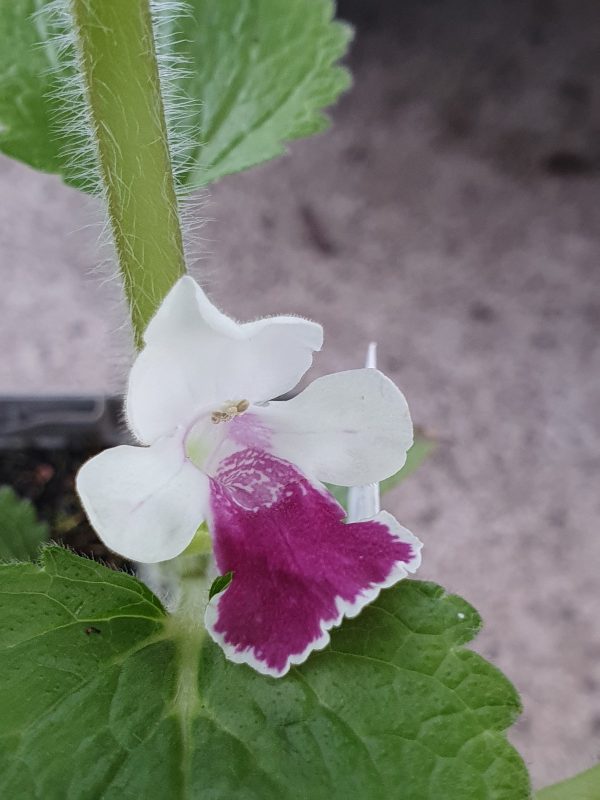 Melittis melissophyllum 'Royal Velvet Distinction'