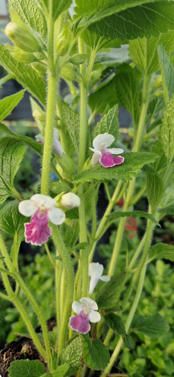 Melittis melissophyllum 'Royal Velvet Distinction' Melittis melissophyllum 'Royal Velvet Distinction'