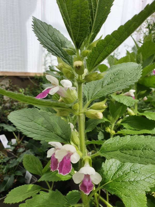 Melittis melissophyllum 'Royal Velvet Distinction'2