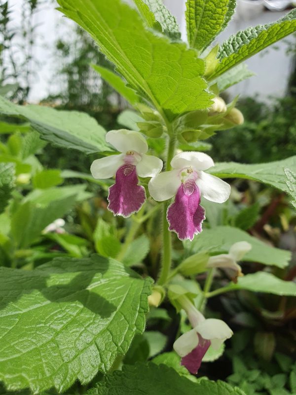 Melittis melissophyllum 'Royal Velvet Distinction'3