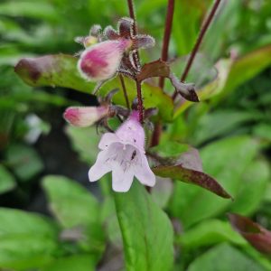 Penstemon 'Dakota Burgundy'