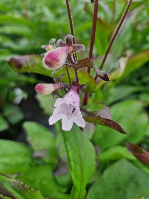Penstemon 'Dakota Burgundy' Penstemon 'Dakota Burgundy'