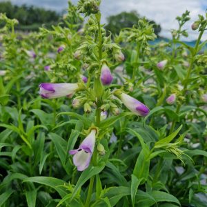 Penstemon 'Harlequin Lilac'
