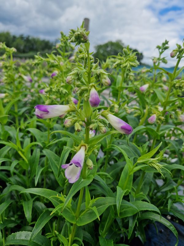 Penstemon 'Harlequin Lilac' Penstemon 'Harlequin Lilac'