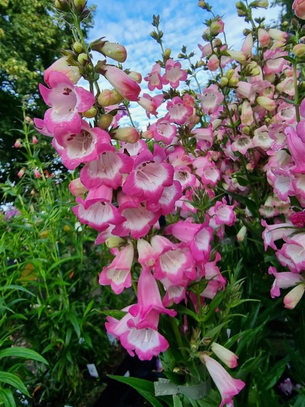 Penstemon 'Harlequin Pink'