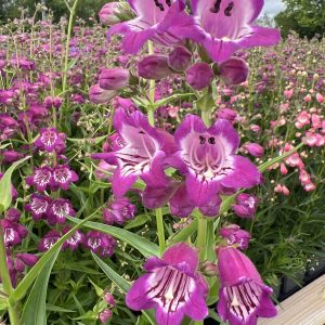 Penstemon 'Harlequin Violet'