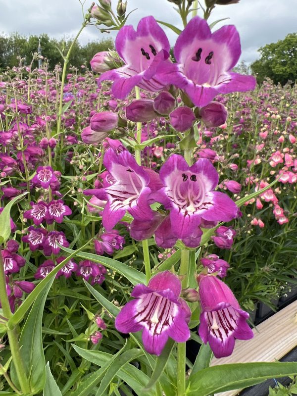 Penstemon 'Harlequin Violet'