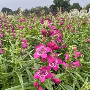 Penstemon 'Harlequin Magenta'