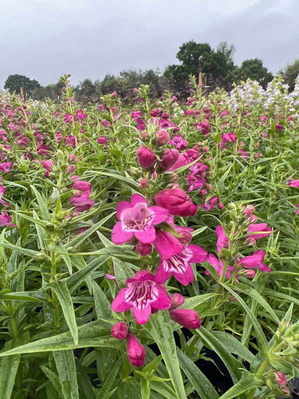 Penstemon Magenta Penstemon 'Harlequin Magenta'