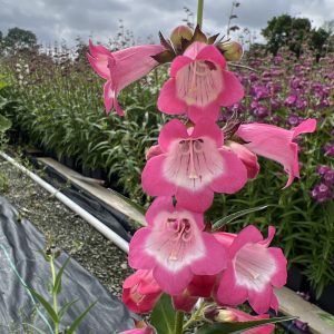Penstemon 'Harlequin Pink'
