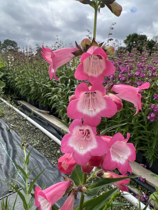 Penstemon 'Harlequin Pink'