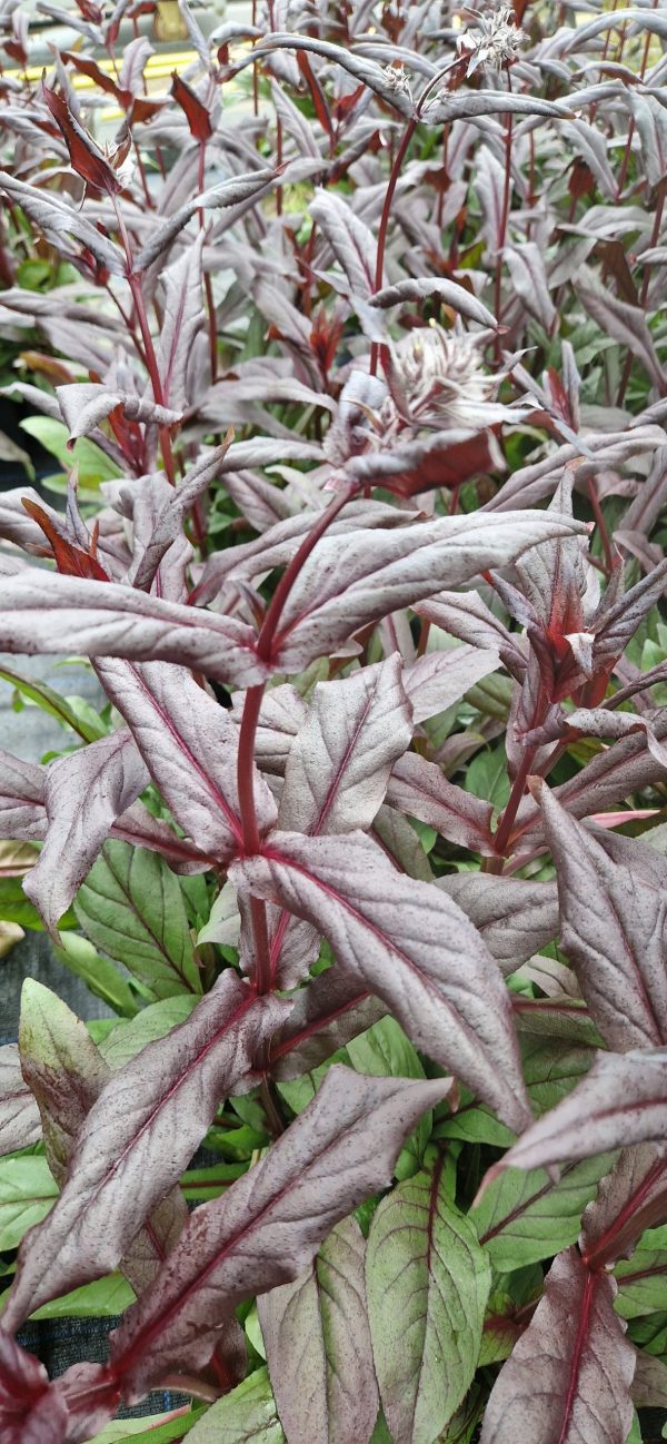 Penstemon dakota Burgundy