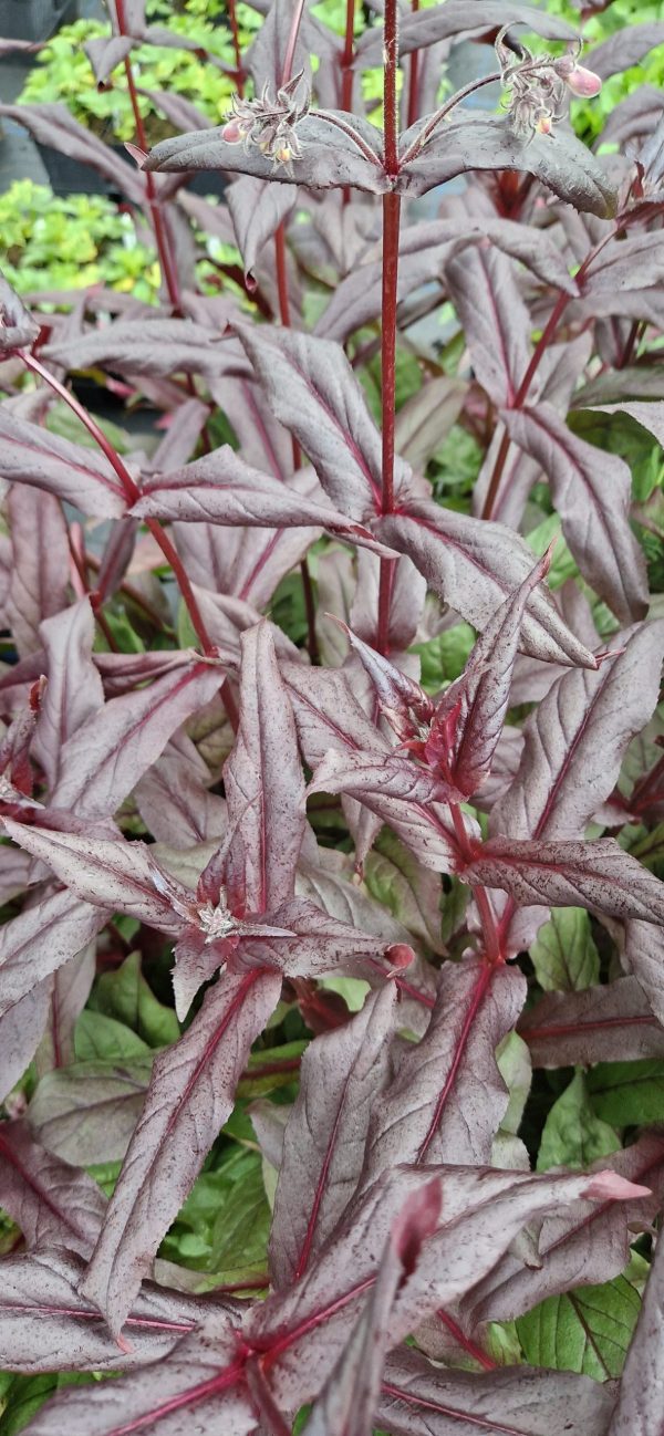 Penstemon dakota Burgundy2