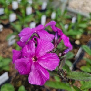 Phlox 'Blue Paradise'
