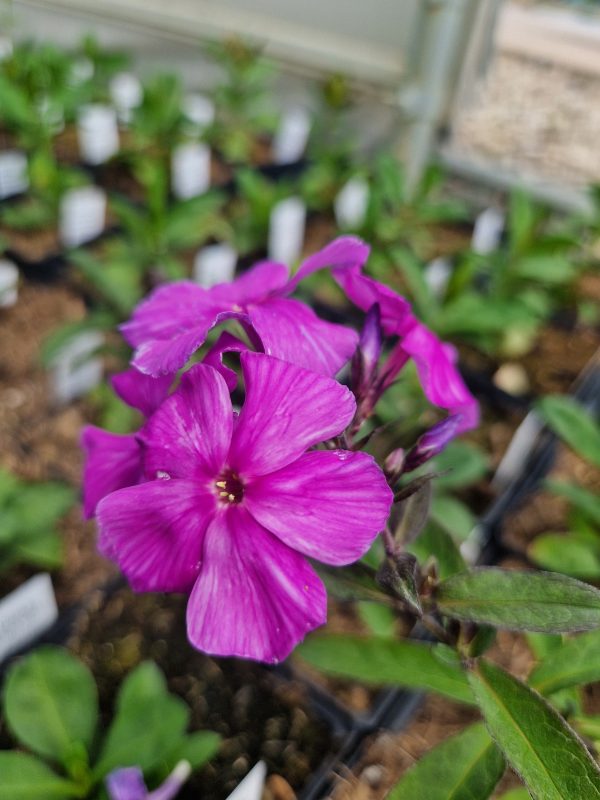 Phlox blue paradise Phlox 'Blue Paradise'