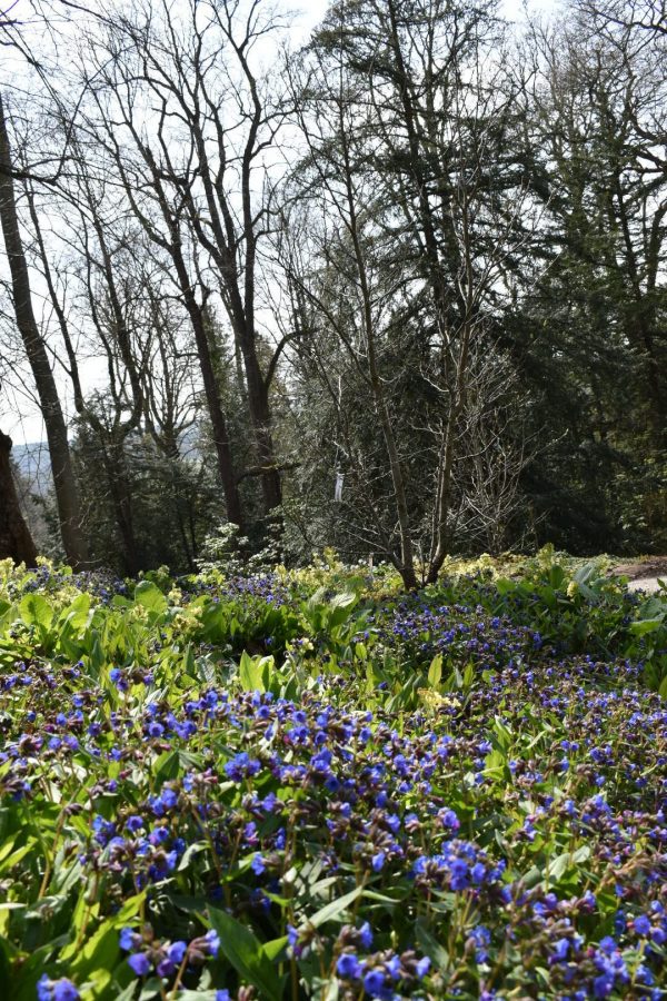 Pulmonaria 'Blue Ensign' Pulmonaria 'Blue Ensign'