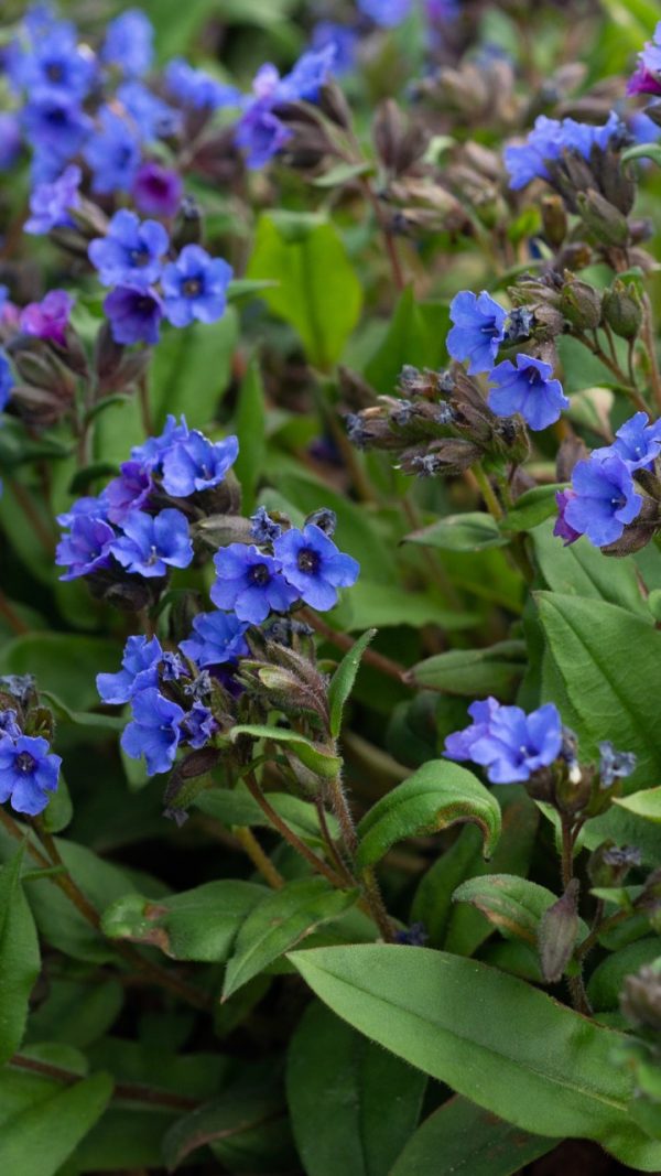 Pulmonaria 'Blue Ensign'