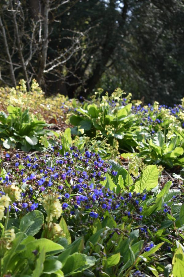 Pulmonaria 'Blue Ensign'2 Pulmonaria 'Blue Ensign'
