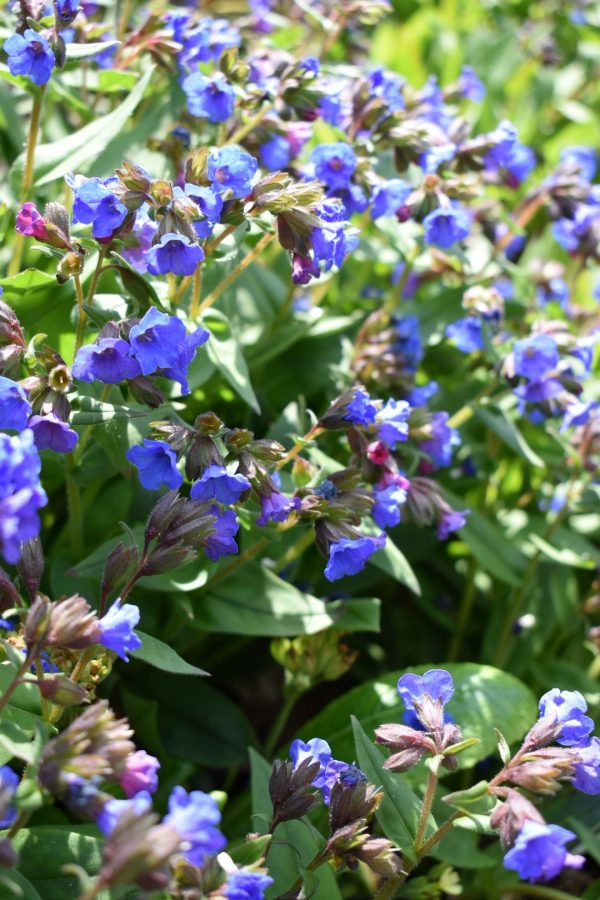 Pulmonaria 'Blue Ensign'3 Pulmonaria 'Blue Ensign'