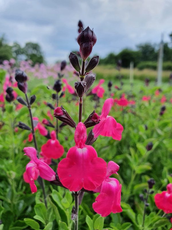 Salvia 'I Cavalieri del Tau'