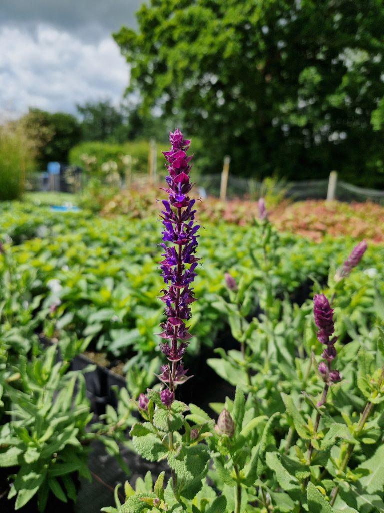 Salvia 'Kate Glenn' | Proctors Nursery