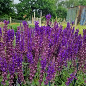 Salvia 'Kate Glenn'