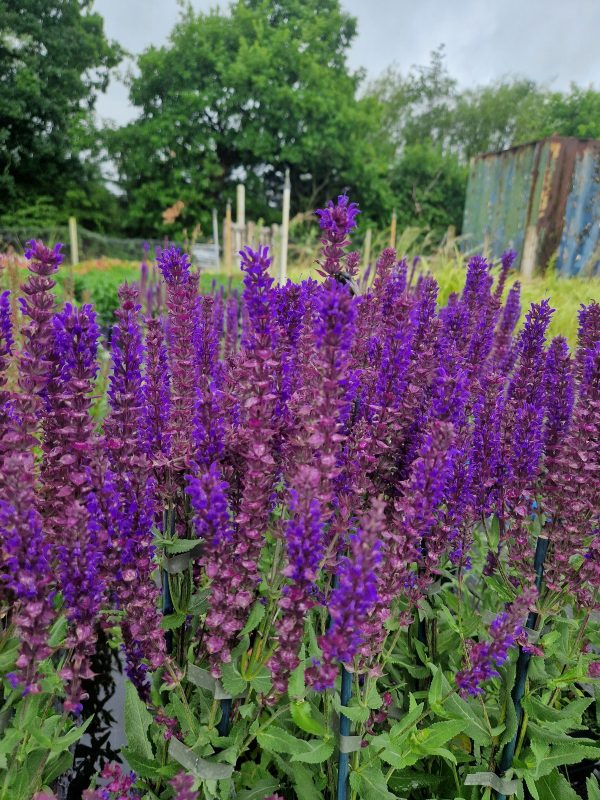 Salvia 'Kate Glenn'