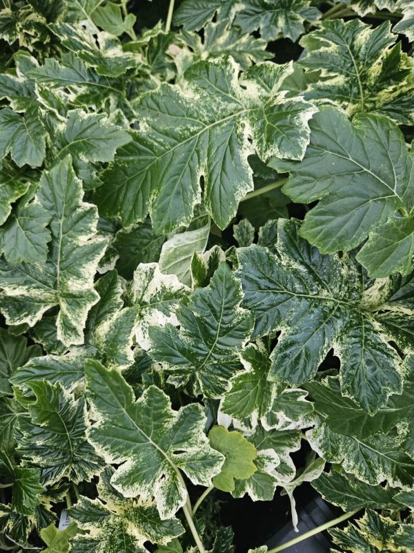 Acanthus 'Whitewater'
