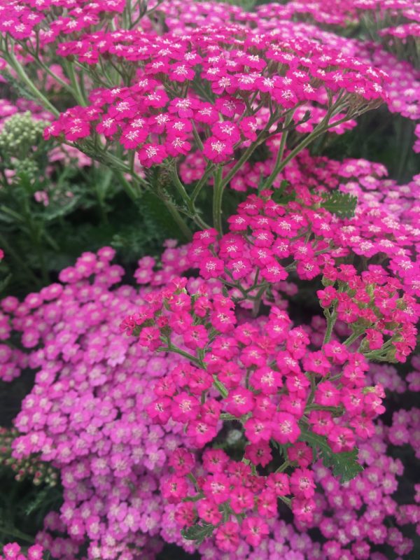 Achillea millefolium 'Pink Grapefruit' (Tutti Frutti)