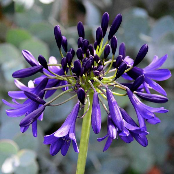 Agapanthus 'Nocturnal Horizons'