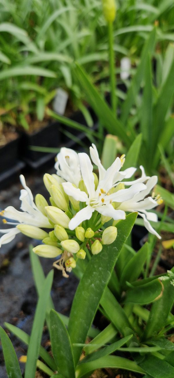 Agapanthus 'Sylvia'