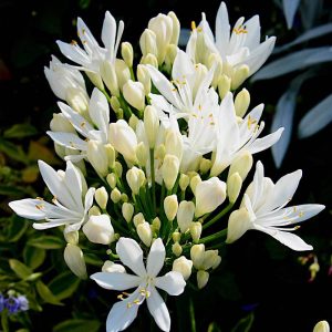 Agapanthus 'Sylvia'