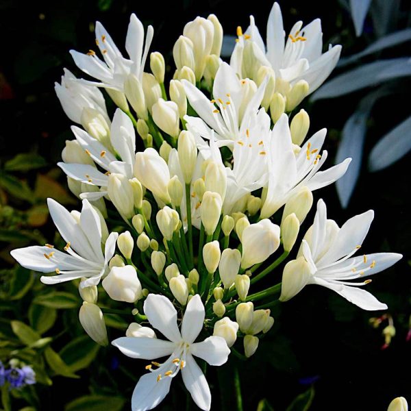 Agapanthus 'Sylvia'
