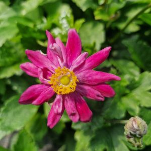 Anemone hupehensis var. japonica 'Pamina'