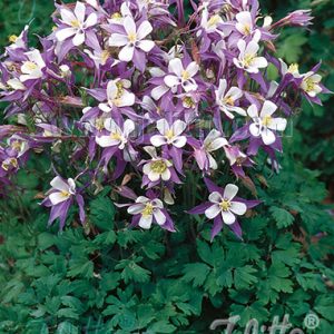 Aquilegia 'Heavenly Blue'