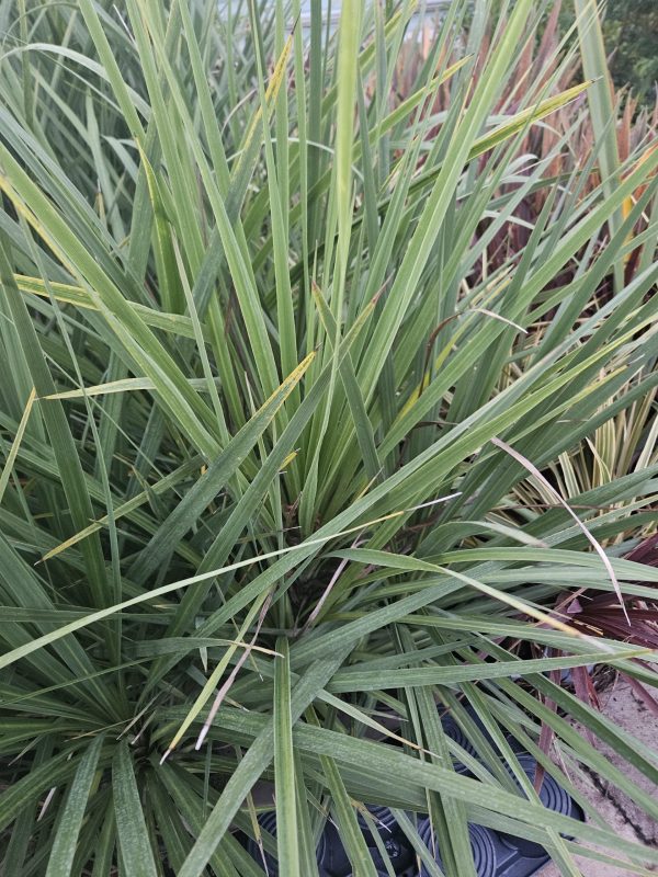Cordyline australis